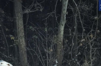 П’яний водій вирубував деревину в ботанічному саду в Ужгороді
