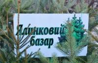 В Ужгороді визначили місця продажу новорічних ялинок