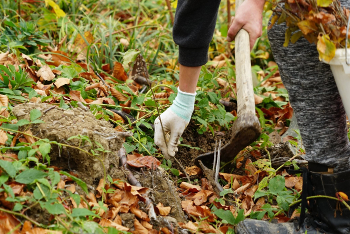 Воловецькі лісівники залучають школярів до лісових робіт