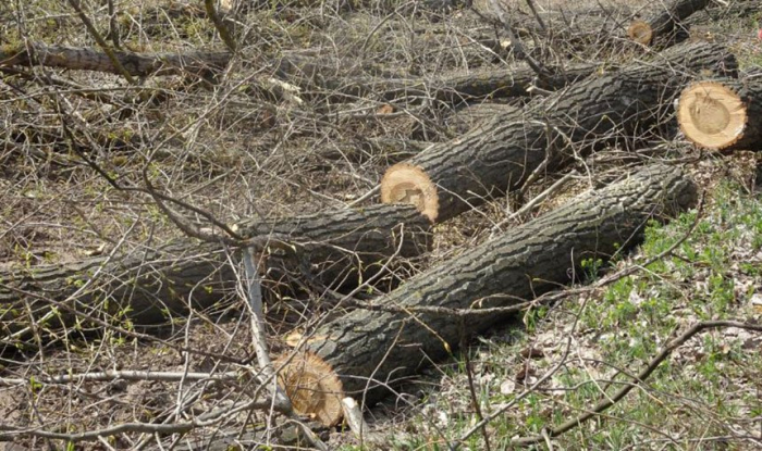 Завтра розпочнуть ліквідацію аварійних дерев на автодорозі Львів-Самбір-Ужгород