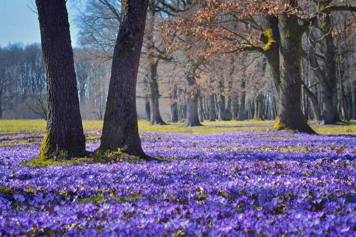 Фіолетове диво: на Закарпатті пік цвітіння первоцвітів