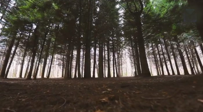 На Закарпатті існує "Американський ліс" з 80 метрових ялиць (ВІДЕО)