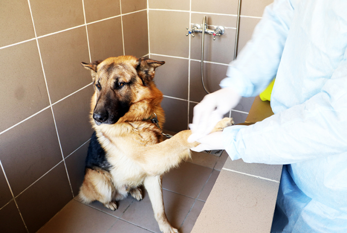 Ветеринар розповів, як доглядати за собаками в умовах карантину