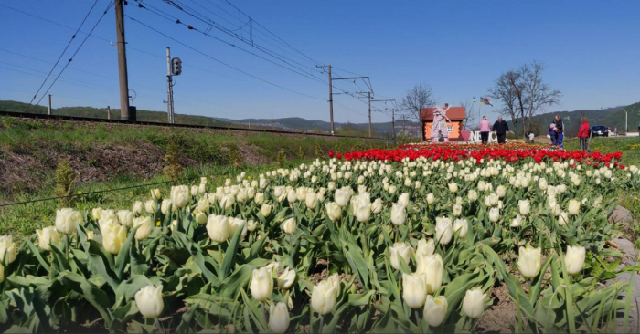 Маленьку Голландію не вберегли: чому вироджується тюльпанова галявина в Невицькому?