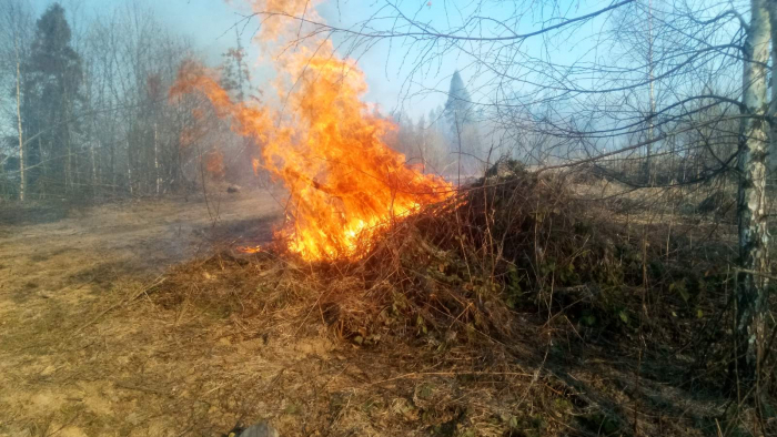 Палять без міри: на Закарпатті за добу виникло 36 пожеж в екосистемах