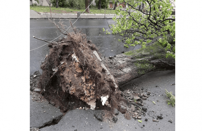Зірвані дахи та повалені дерева: на Закарпатті 15-хвилинний буревій наробив чимало шкоди (ФОТО)