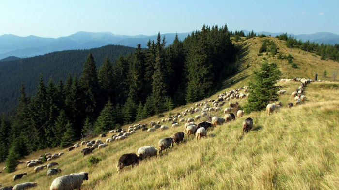 Овечі будні: вівчарська справа в Закарпатті живе за своїм графіком вже не один десяток років