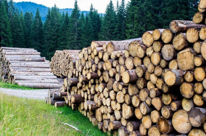 За використання лісових ресурсів на Закарпатті сплачено понад 26 млн гривень, – ДПС