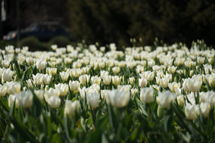 Місто тюльпанів – квіти стають новою родзинкою Ужгорода (ВІДЕО)