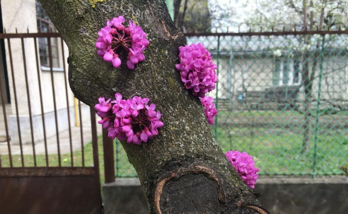 Екзоти квітнуть: В Ужгороді розпустилися квіти на юдиному дереві (ФОТОФАКТ)
