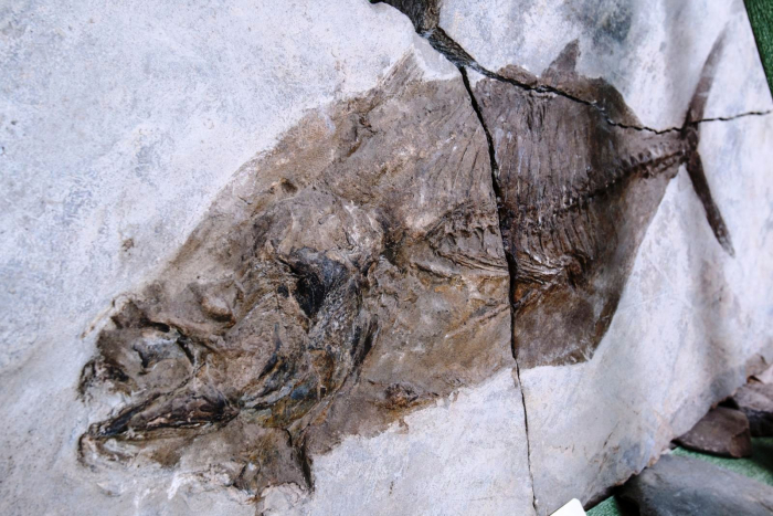 В Закарпатті можна побачити скам’янілий тунець віком 33 млн роки