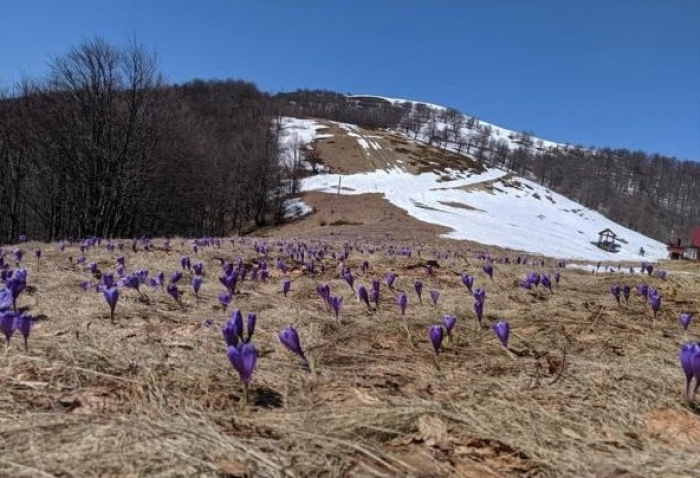 Весна заявила на свої права: у горах Закарпаття зацвіли шафрани