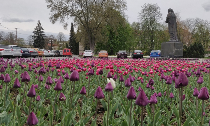 Тисячі тюльпанів зацвіли в Ужгороді: місто перетворилося в квітковий рай ФОТО