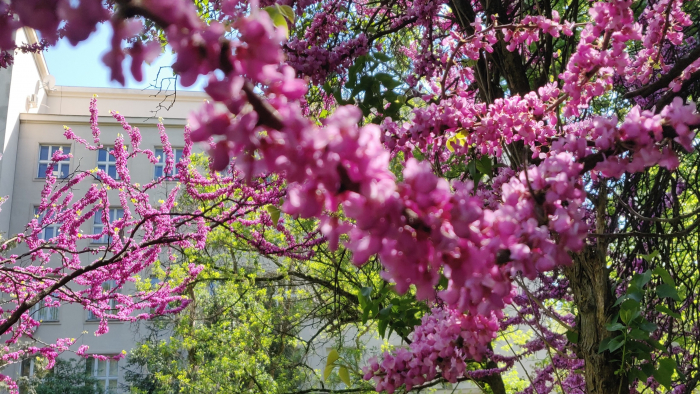 Цвіт на корі, бруньки для приправ: в Ужгороді цвіте екзотичне іудине дерево (ФОТО)