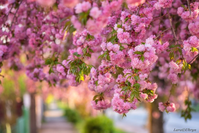 Як в Ужгороді посеред карантину цвіте японська вишня
