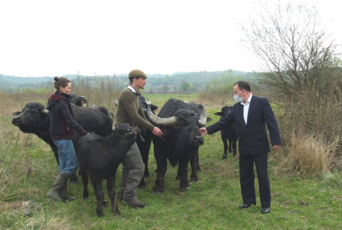 Історія німецького еколога, який понад 10 років живе на Закарпатті та розводить буйволів (ВІДЕО)