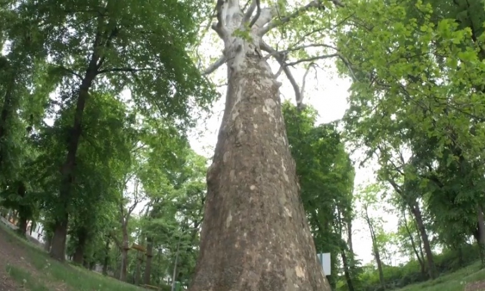 Найстарішому дереву Ужгорода – платану Другетів 410 років (ВІДЕО)