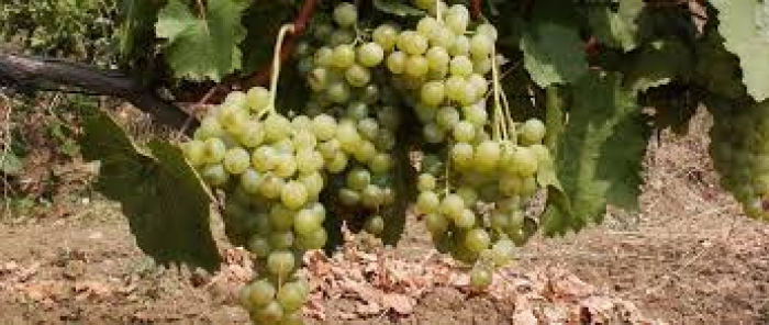 Виноградарство і виноробство у Виноградові: від античних легенд до природних умов Чорної гори 