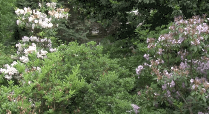 У ботанічному саду в Ужгороді почали квітнути троянди, лілії та іриси (ВІДЕО)