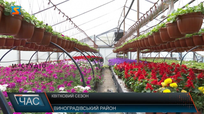 Квіти із закарпатських теплиць доставляють по всій Україні (ВІДЕО)