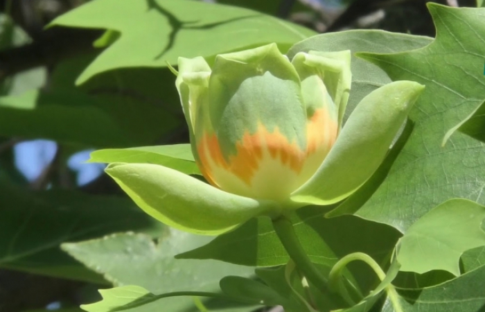 В Ужгороді цвіте тюльпанове дерево (ВІДЕО)