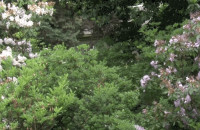 У ботанічному саду в Ужгороді почали квітнути троянди, лілії та іриси (ВІДЕО)
