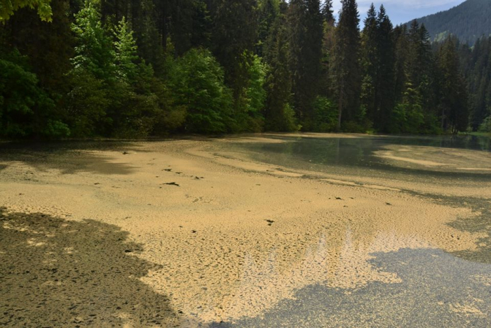 Особливий Синевир: на озері - смерековий пилок (Фото)
