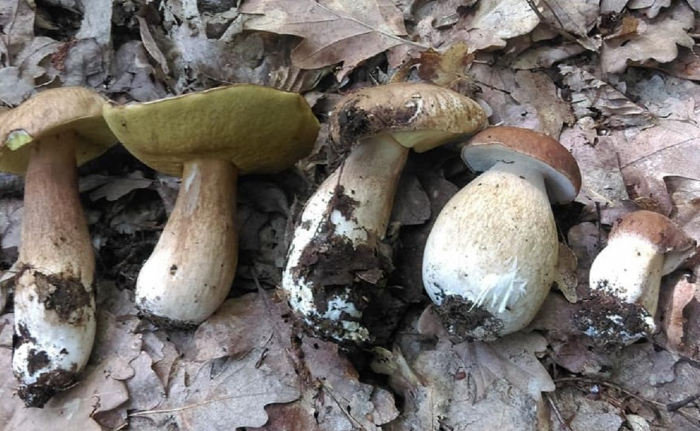 Ужгородці в соцмережах хизуються знайденими грибами