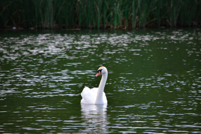На озері "Кірпічка" лебеді та качки: водойма оживає ФОТО, ВІДЕО