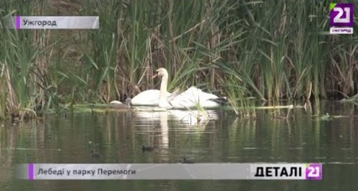 Лебеді, які повернулись весною на озеро Кірпічка, нині має поповнення