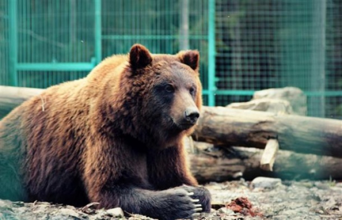 Більше немає куди приймати ведмедів: у нацпарку "Синевир" облаштовують нову територію (ВІДЕО)