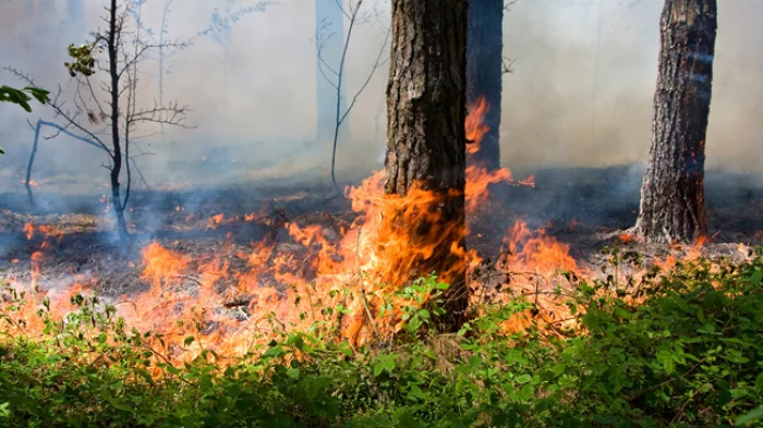 Закарпатські лісівники "жорстко" покарали 11 порушників пожежної безпеки штрафом на 2601 грн