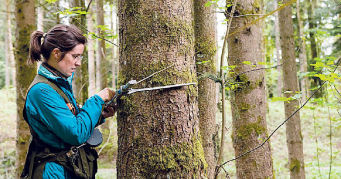 Виявлять всі рубки: в Україні проведуть інвентаризацію лісів? 