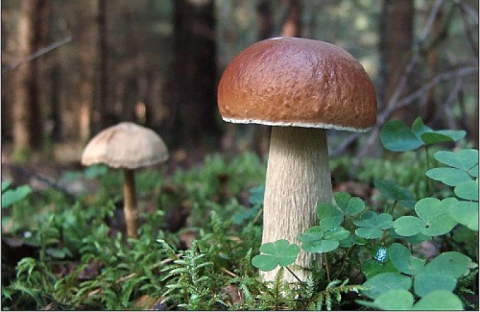 Сезон грибів - у розпалі на Закарпатті (ВІДЕО)