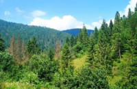 Площа суцільних зрубів на Закарпатті майже втричі зменшилася. Що цьому сприяло?