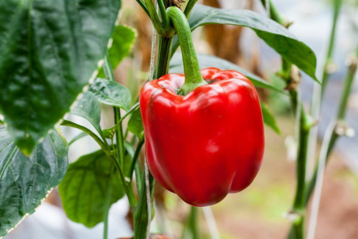 7 важливих правил догляду за перцем на городі та у теплиці, які забезпечать отримання відмінного врожаю