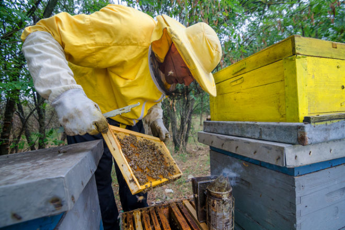 Сезон збору меду у розпалі на Ужгородщині