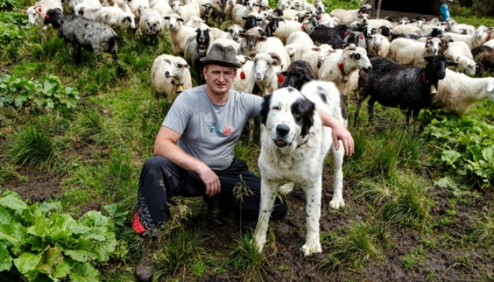 Вівчарі на Закарпатті тримають собак, схожих на овець (ФОТО)