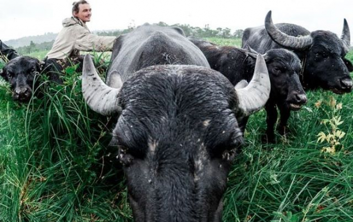 Як живуть та відновлюють екосистему на Хустщині карпатські буйволи (ФОТО)