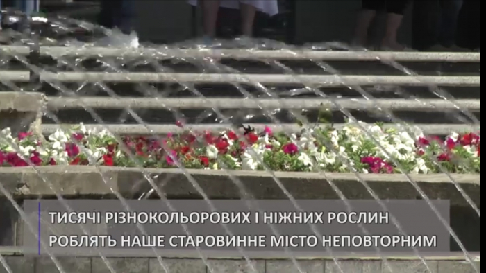Ужгород – місто різнобарвних квітів (ВІДЕО)