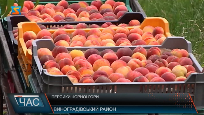 Як на Закарпатті вирощують персики (ВІДЕО)