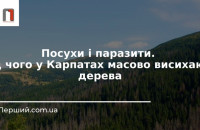 Посуха та паразити: чому у Карпатах масово висихають дерева?