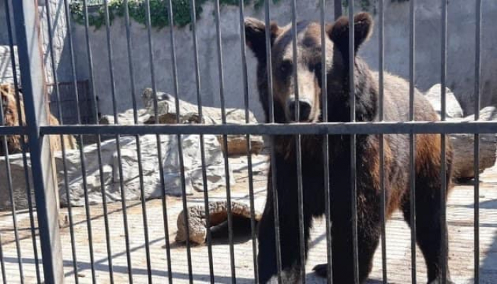 У Національний природний парк "Синевир" приїдуть на реабілітацію ще два врятовані ведмеді