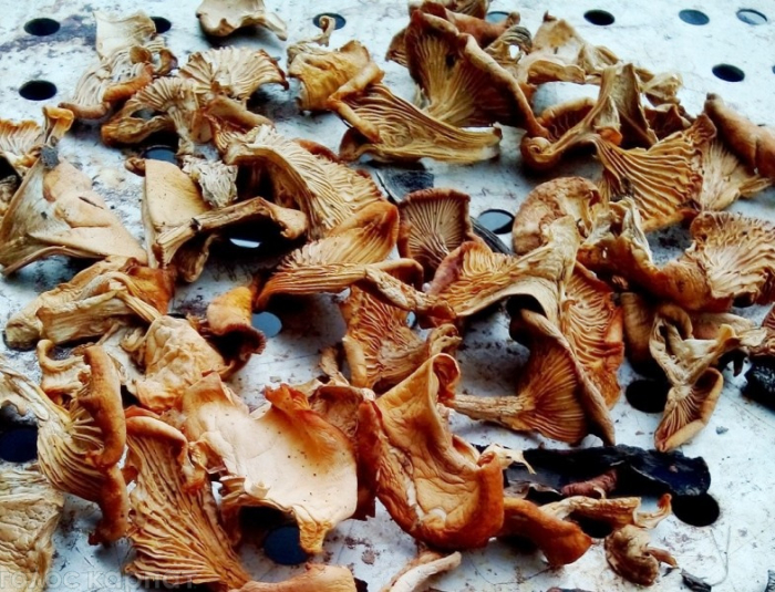 Закарпатці збирають гриби, які на смак нагадують персик