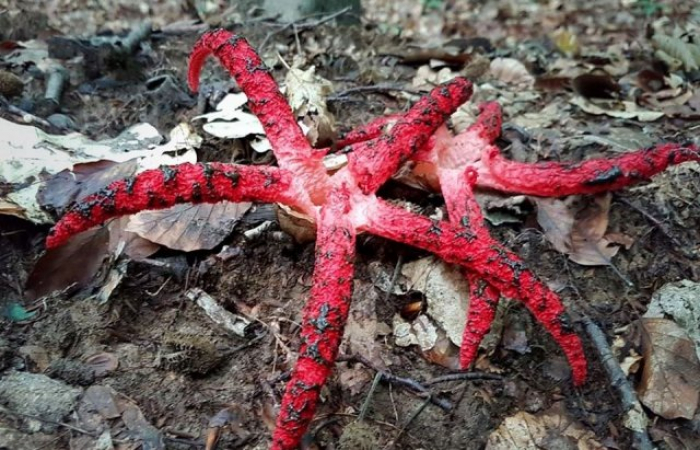 Морські зірки чи невідомі істоти? На Закарпатті у лісі знайшли незвичні гриби (ФОТО)