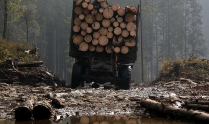 На Закарпатті встановили 180 відеокамер та фотопасток для запобігання рубкам лісу
