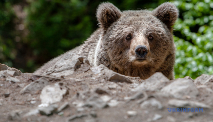 Дикі звірі в Карпатах: Як зупинити війну людей і ведмедів
