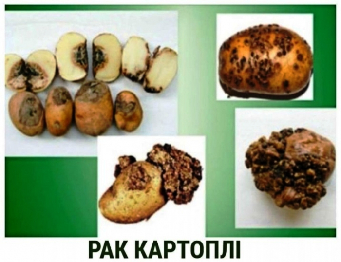 На Закарпатті поширюється рак картоплі. Наскільки небезпечно?