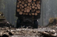 На Закарпатті встановили 180 відеокамер та фотопасток для запобігання рубкам лісу
