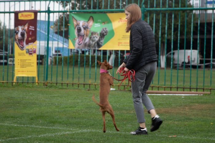 В Ужгороді пройшла національна виставка собак усіх порід (ФОТО)